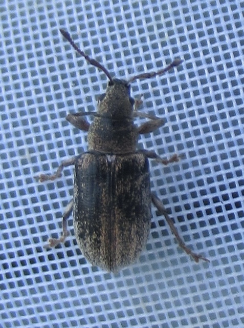 Phyllobius pyri - gyümölcsfa-levélormányos