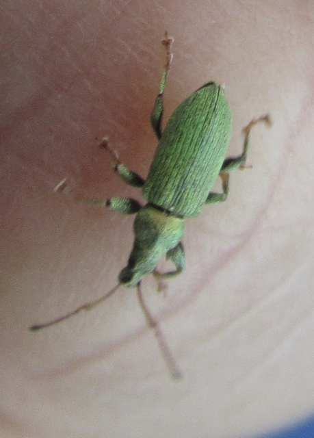 Phyllobius maculicornis - galagonya-levélormányos