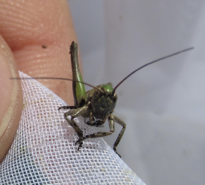 Decticus verrucivorus - szemölcsevő szöcske