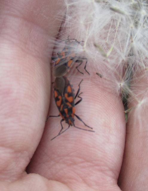 Spilostethus saxatilis - virágbodobács