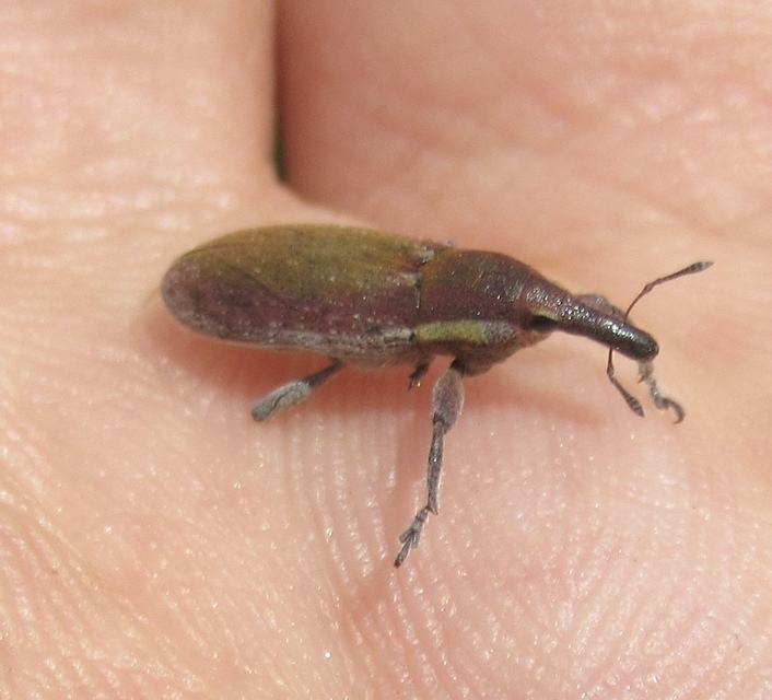 Lixus vilis - gémorr-dudvabarkó