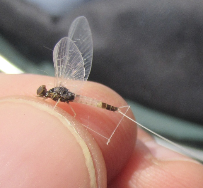 Baetidae