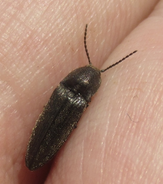 Cidnopus pilosus - szőrös pattanó