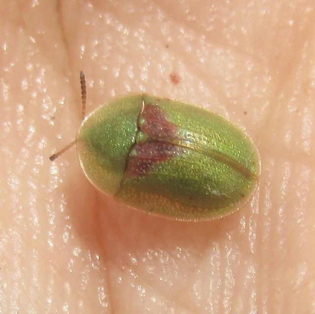 Cassida rufovirens