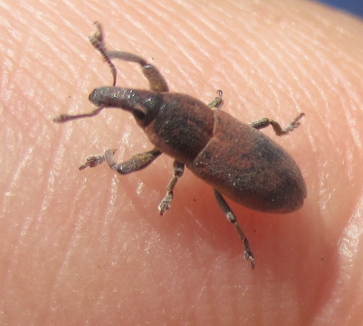 Lixus angustus - rövid dudvabarkó
