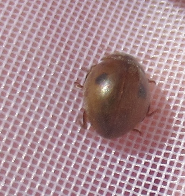 Cynegetis impunctata - pázsitfűböde