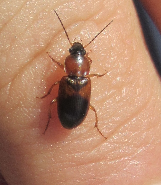 Stenolophus teutonus - nagyfoltos turzásfutó