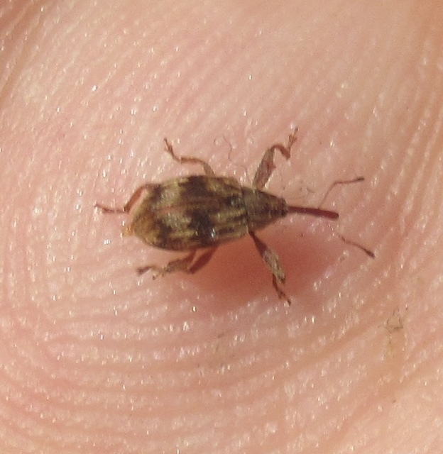 Anthonomus rectirostris - meggymaglikasztó Anthonomus rectirostris - meggymaglikasztó