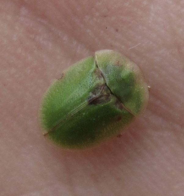 Cassida