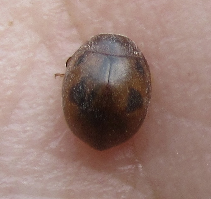 Cynegetis impunctata - pázsitfűböde