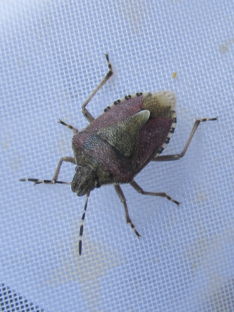 Dolycoris baccarum - közönséges bogyómászó-poloska Dolycoris baccarum - közönséges bogyómászó-poloska