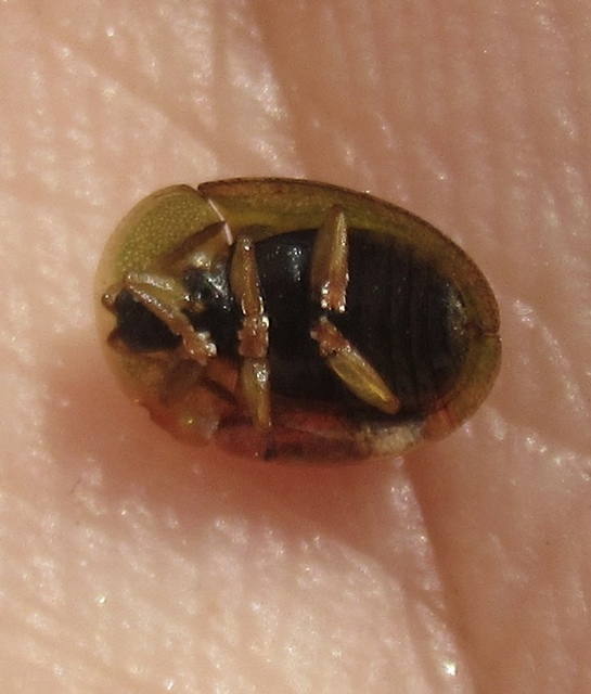 Cassida