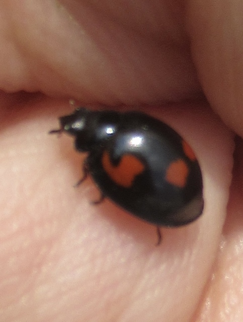 Exochomus quadripustulatus - négyfoltos szerecsenkata