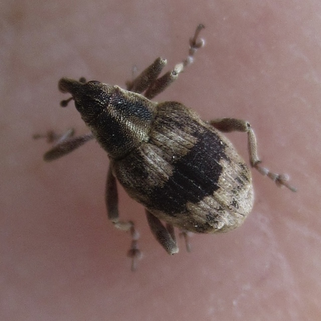 Tapinotus sellatus - díszes lizinkaormányos