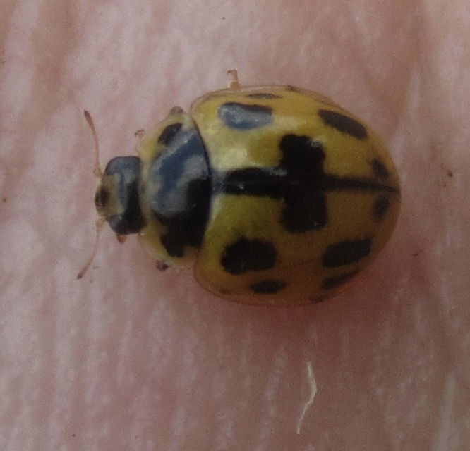 Propylea quatuordecimpunctata - tizennégypettyes füsskata