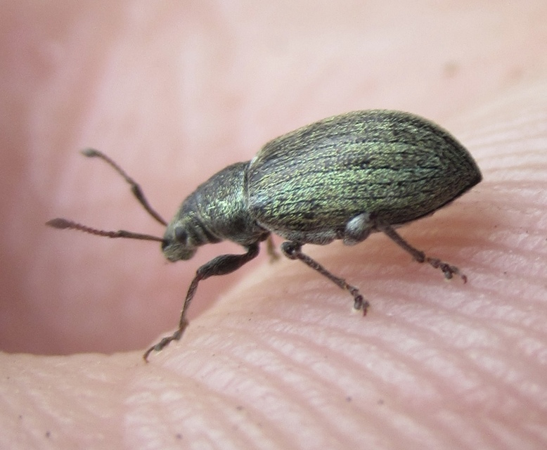 Phyllobius pyri - gyümölcsfa-levélormányos