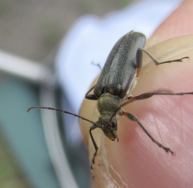 Cortodera humeralis - négyfoltos cserjecincér
