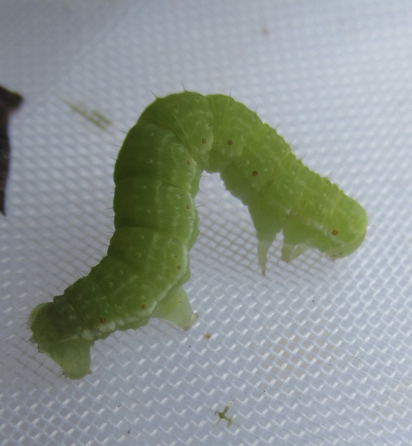 Epirrita christyi/dilutata