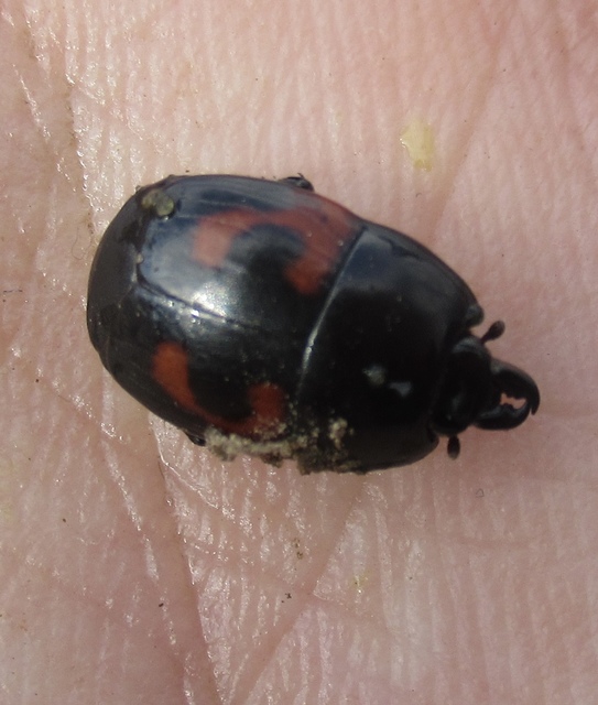 Hister quadrimaculatus - közönséges sutabogár