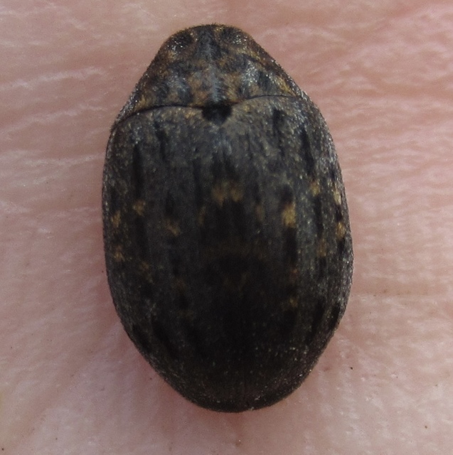 Byrrhus pilula - közönséges labdacsbogár