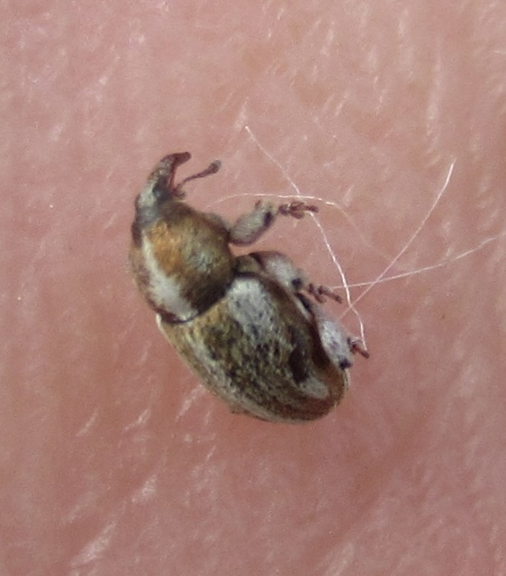 Tychius quinquepunctatus - borsó-tímárormányos