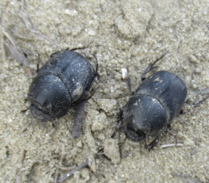 Onthophagus vitulus - ürgevendég trágyatúró