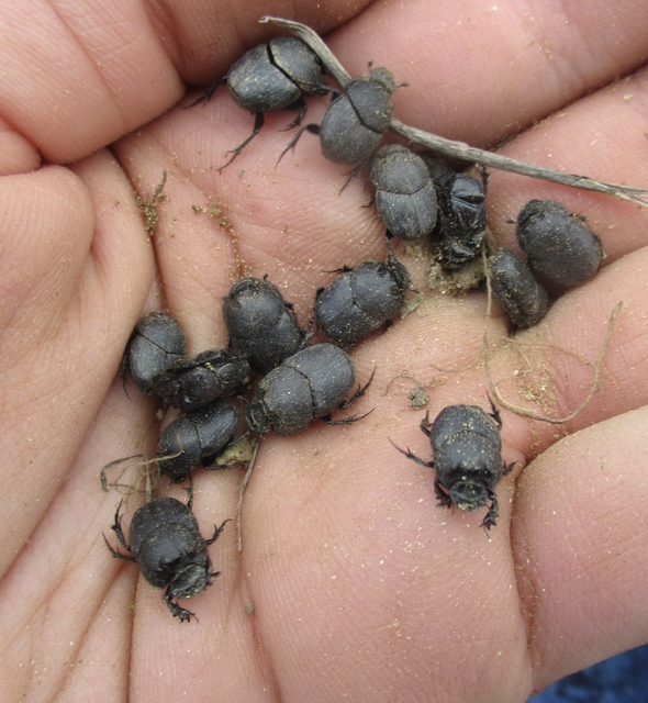 Onthophagus vitulus - ürgevendég trágyatúró