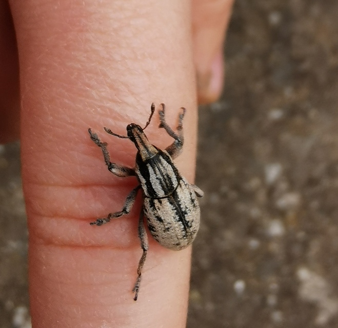 Pseudocleonus cinereus - hamvas barkó
