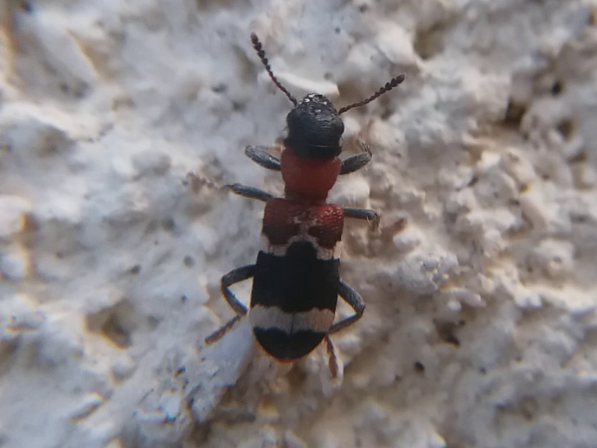 Thanasimus formicarius - vörösnyakú szúfarkas
