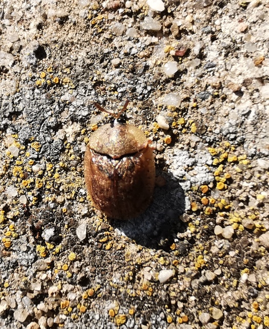 Hypocassida