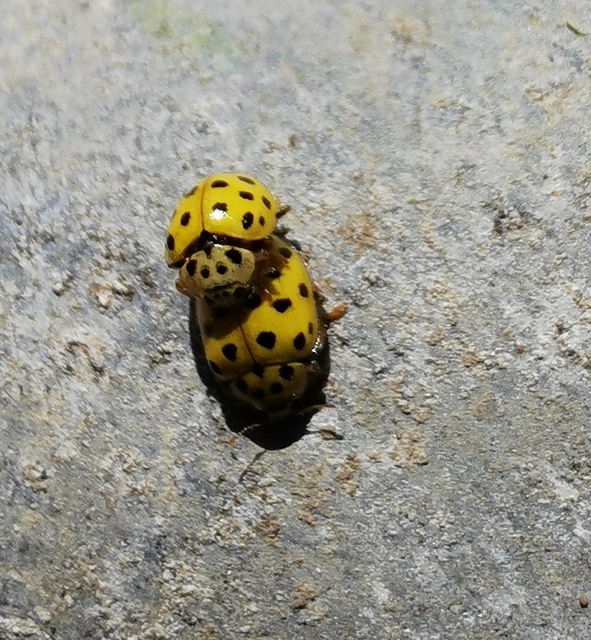 Psyllobora vigintiduopunctata - huszonkétpettyes katica