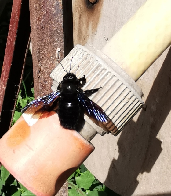 Xylocopa violacea - kék fadongó