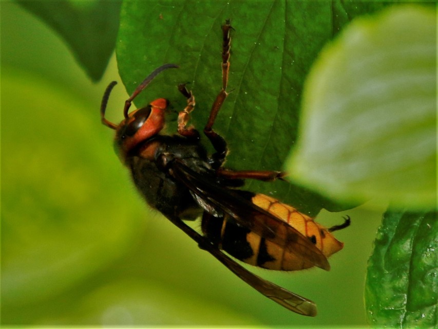 Vespa crabro - lódarázs