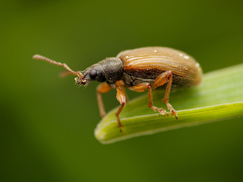 Phyllobius oblongus - közönséges levélormányos