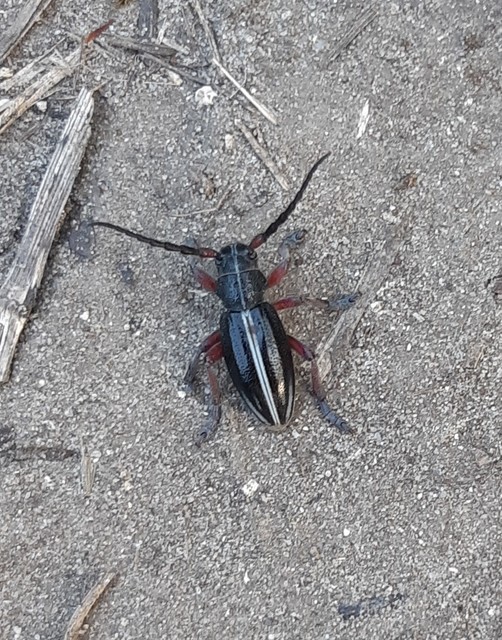 Dorcadion pedestre - kétsávos gyalogcincér