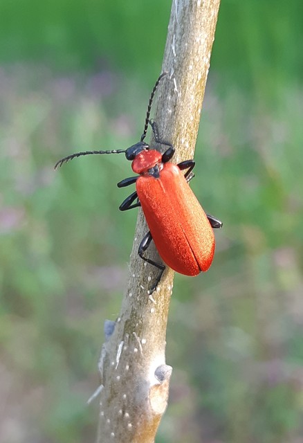 Pyrochroa coccinea - nagy bíborbogár