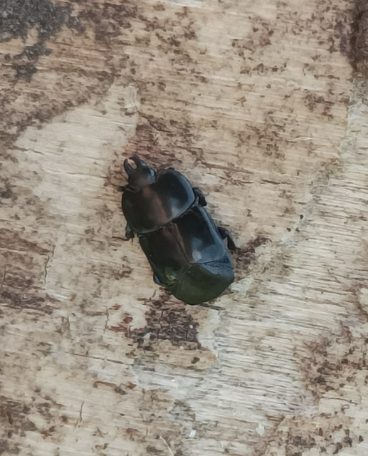 Hololepta plana - lemez-sutabogár