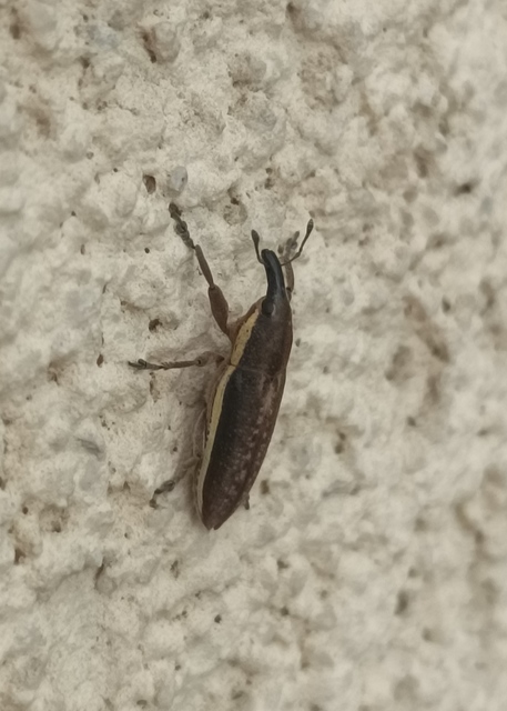 Lixus ochraceus - retek-dudvabarkó