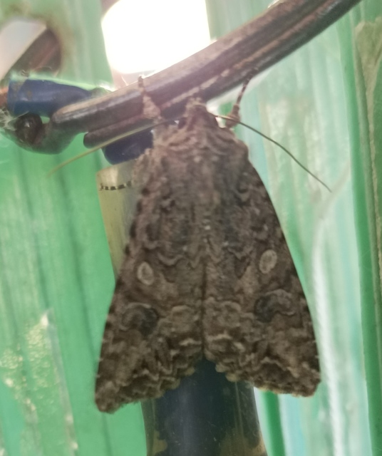 Hadula trifolii - lóherebagoly