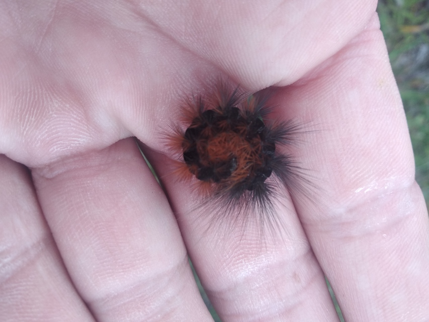 Hyphoraia aulica - barna medvelepke