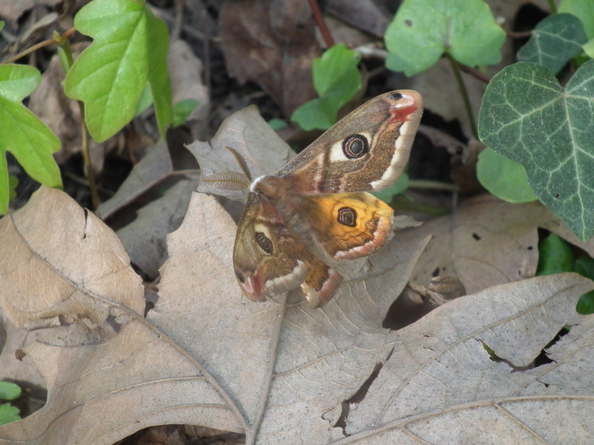 Saturnia pavoniella/pavonia