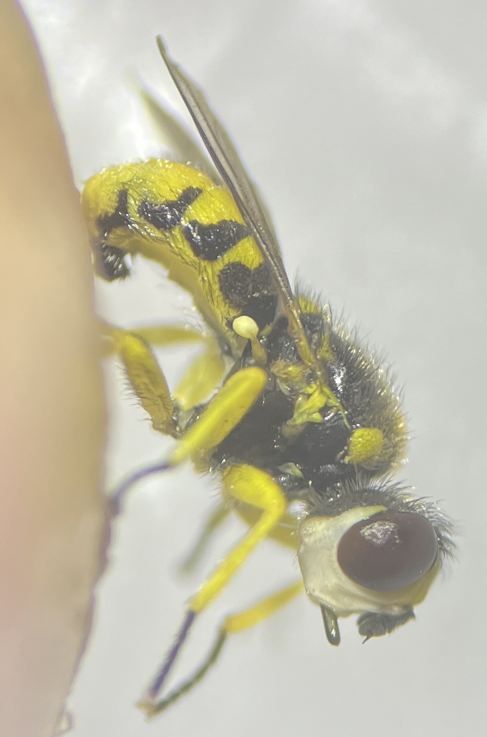 Dalmannia punctata