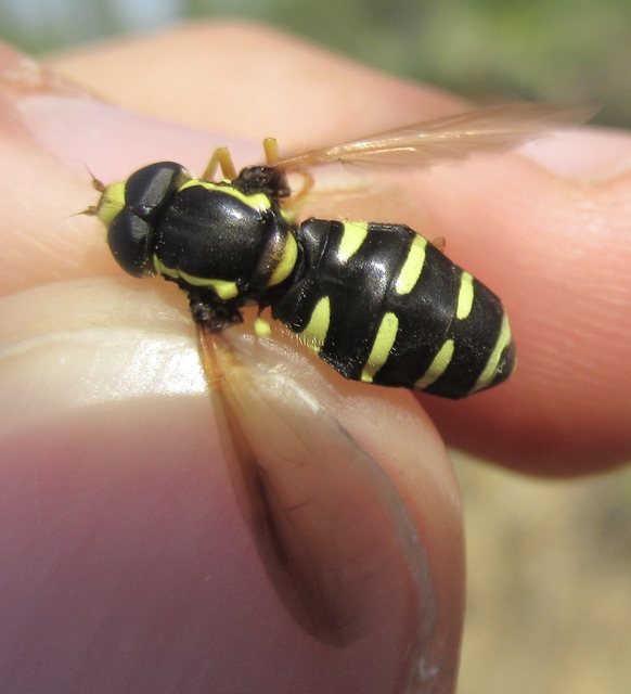 Xanthogramma citrofasciatum - korai oldalsávoslégy