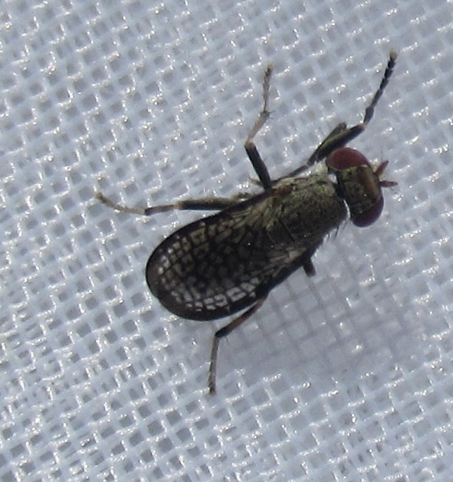 Pherbellia limbata