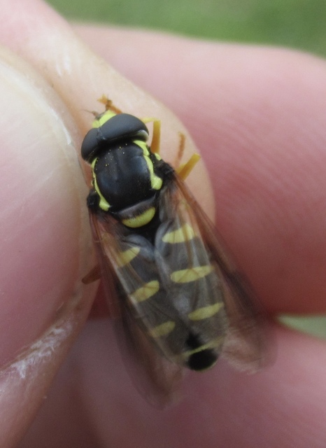 Xanthogramma citrofasciatum - korai oldalsávoslégy