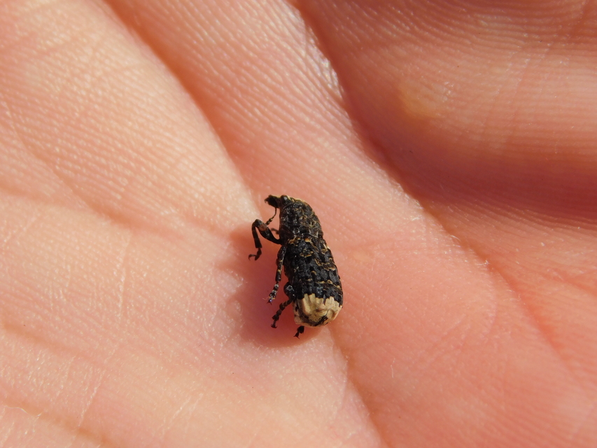 Platyrhinus resinosus - nagy orrosbogár