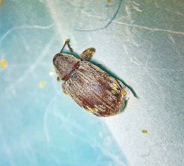 Anthonomus rectirostris - meggymaglikasztó Anthonomus rectirostris - meggymaglikasztó