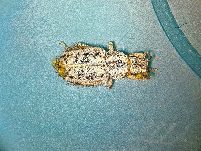 Cycloderes pilosulus - pikkelyeslábú ormányos