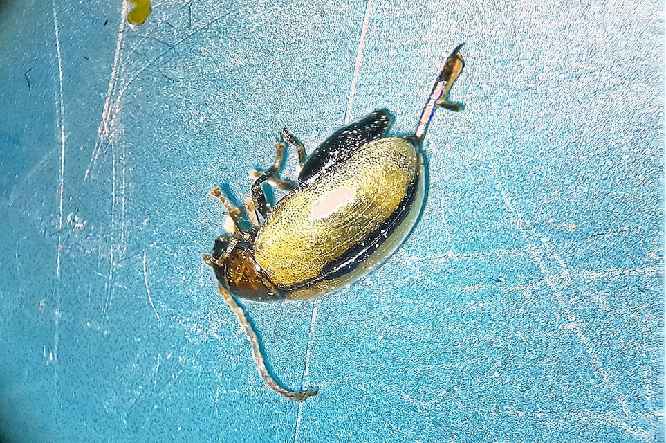 Longitarsus tabidus - nagy ökörfarkkóró-földibolha