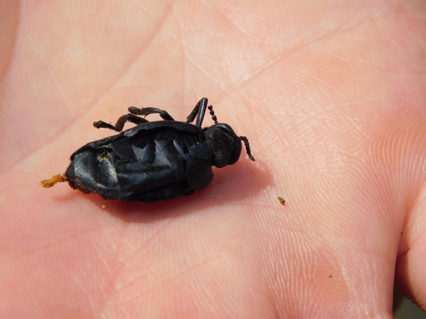 Meloe scabriusculus - érdes nünüke
